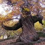 Casa di campagna Arbequina - Naturaleza Y Calma En El Valle Del Ambroz