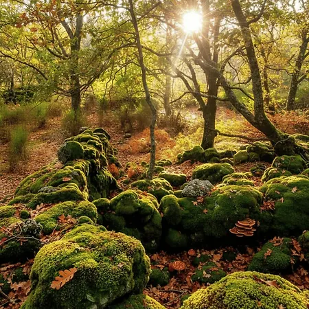 Arbequina & Esqui La Covatilla * Casas del Monte