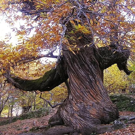 Kır Evi Arbequina-piscina Natural A 100 Metros