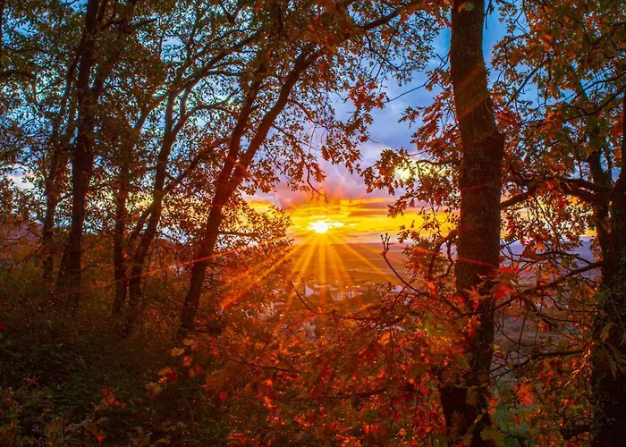 Arbequina Cerezo En Flor