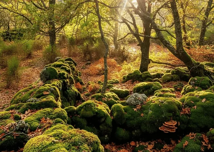 Casa Rural Arbequina - Naturaleza Y Calma En El Valle Del Ambroz * Casas del Monte