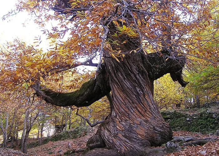 Country house Casa Rural Arbequina - Naturaleza Y Calma En El Valle Del Ambroz